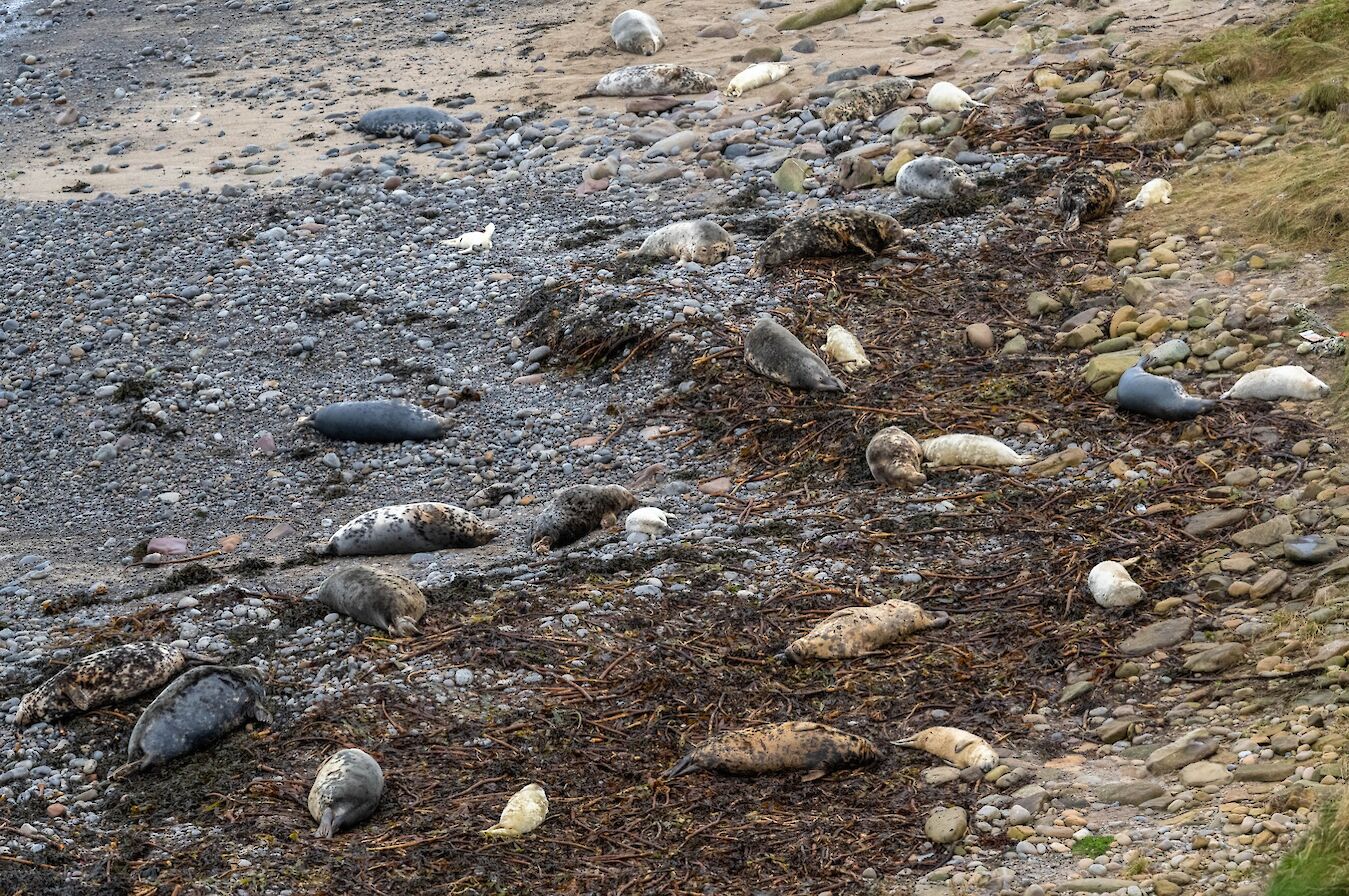 Grey seals in Orkney - image by Raymond Besant