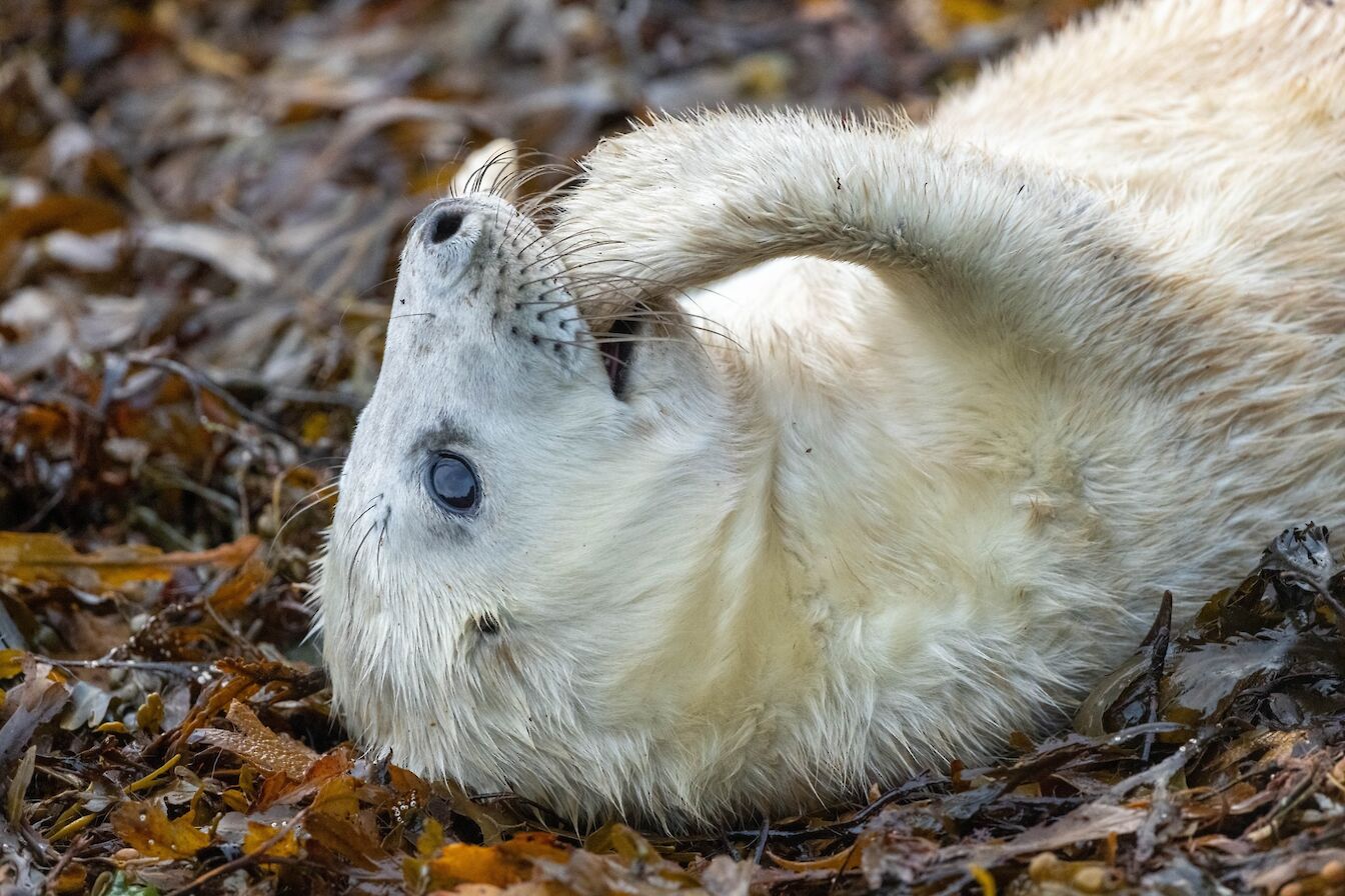 Grey seal pup in Orkney - image by Raymond Besant