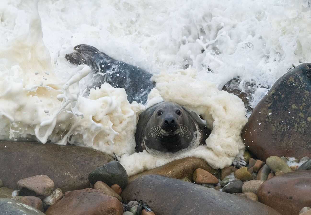 Grey seal in Orkney - image by Raymond Besant