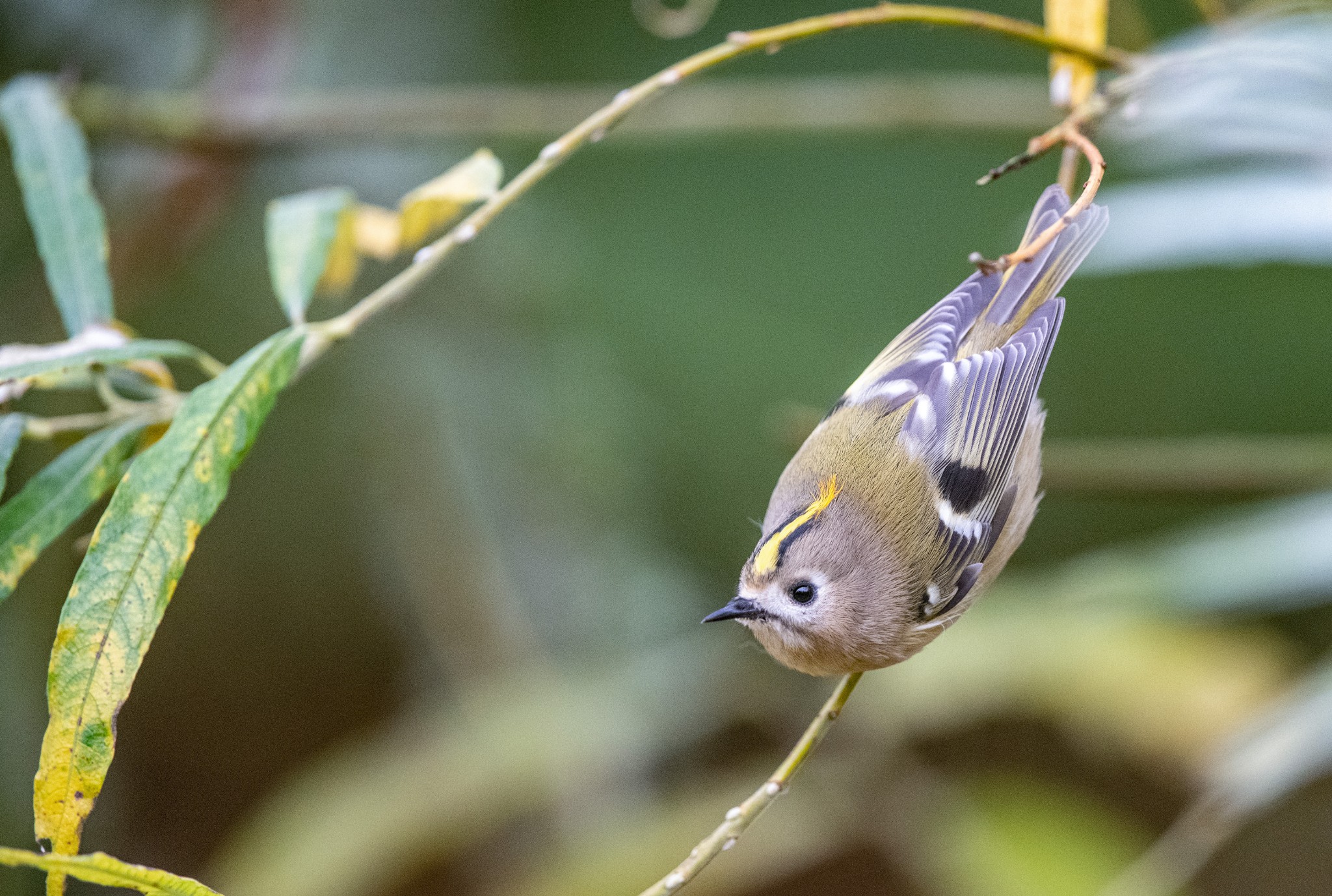 Wild Orkney in November | Orkney.com