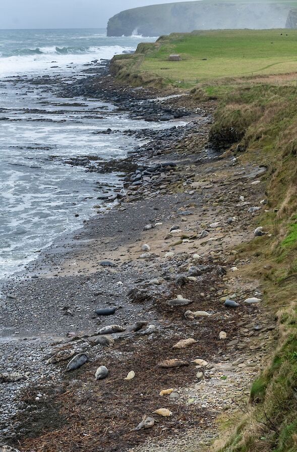 Grey seal pups in Orkney - image by Raymond Besant