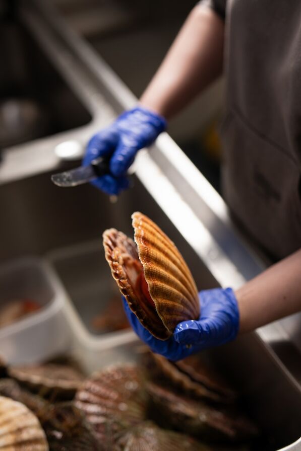 Scallop shucking at Loki Seafood Shack, Orkney