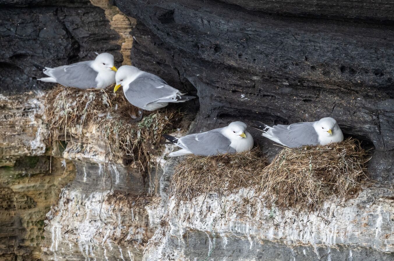 Kittiwake nests at Noup Head, Westray - image by Raymond Besant