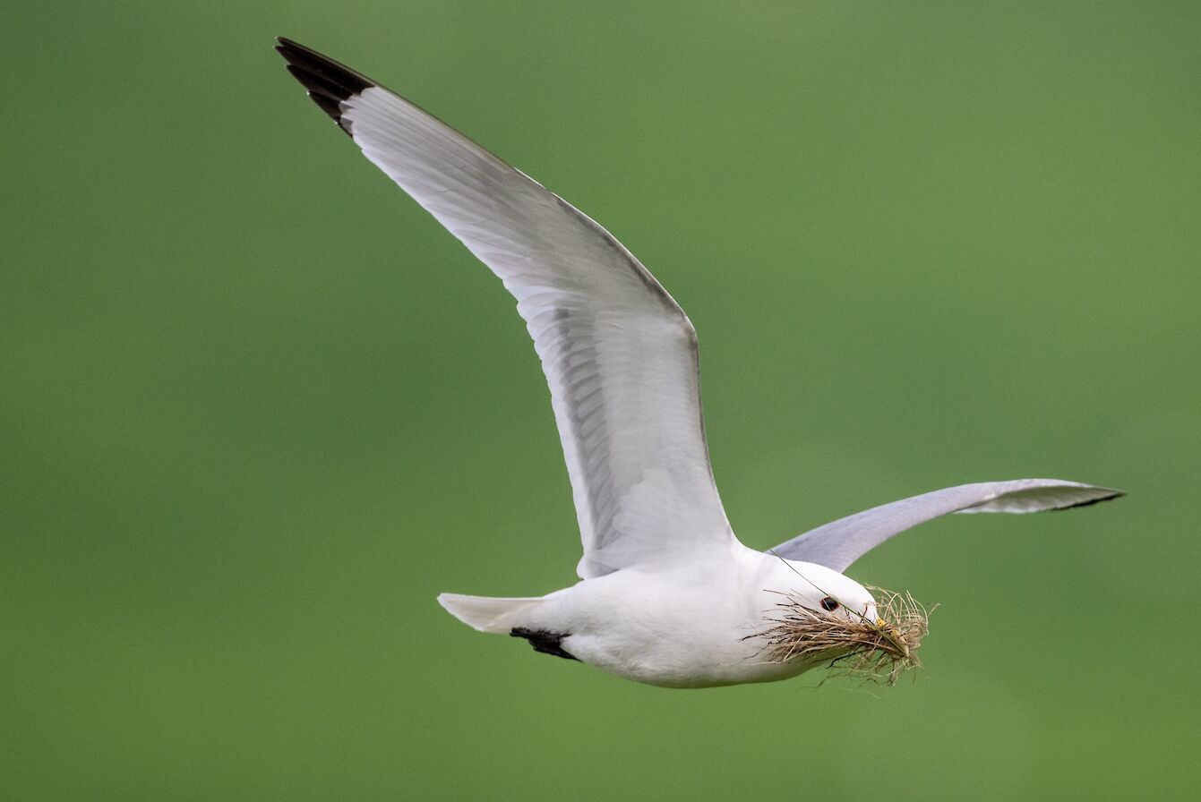 Kittiwake in Westray - image by Raymond Besant