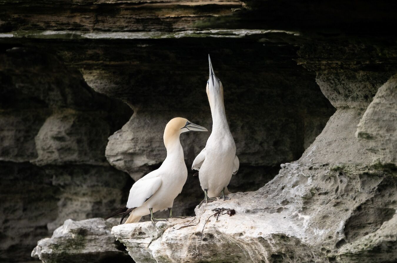 Gannets at Noup Head, Westray - image by Raymond Besant