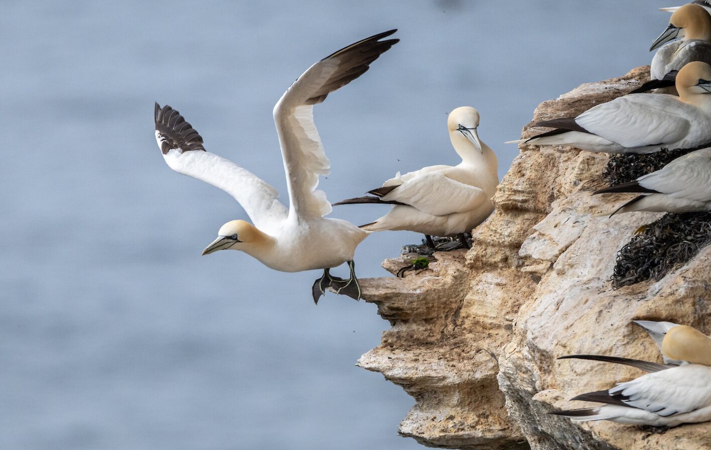 Gannets at Noup Head, Westray - image by Raymond Besant