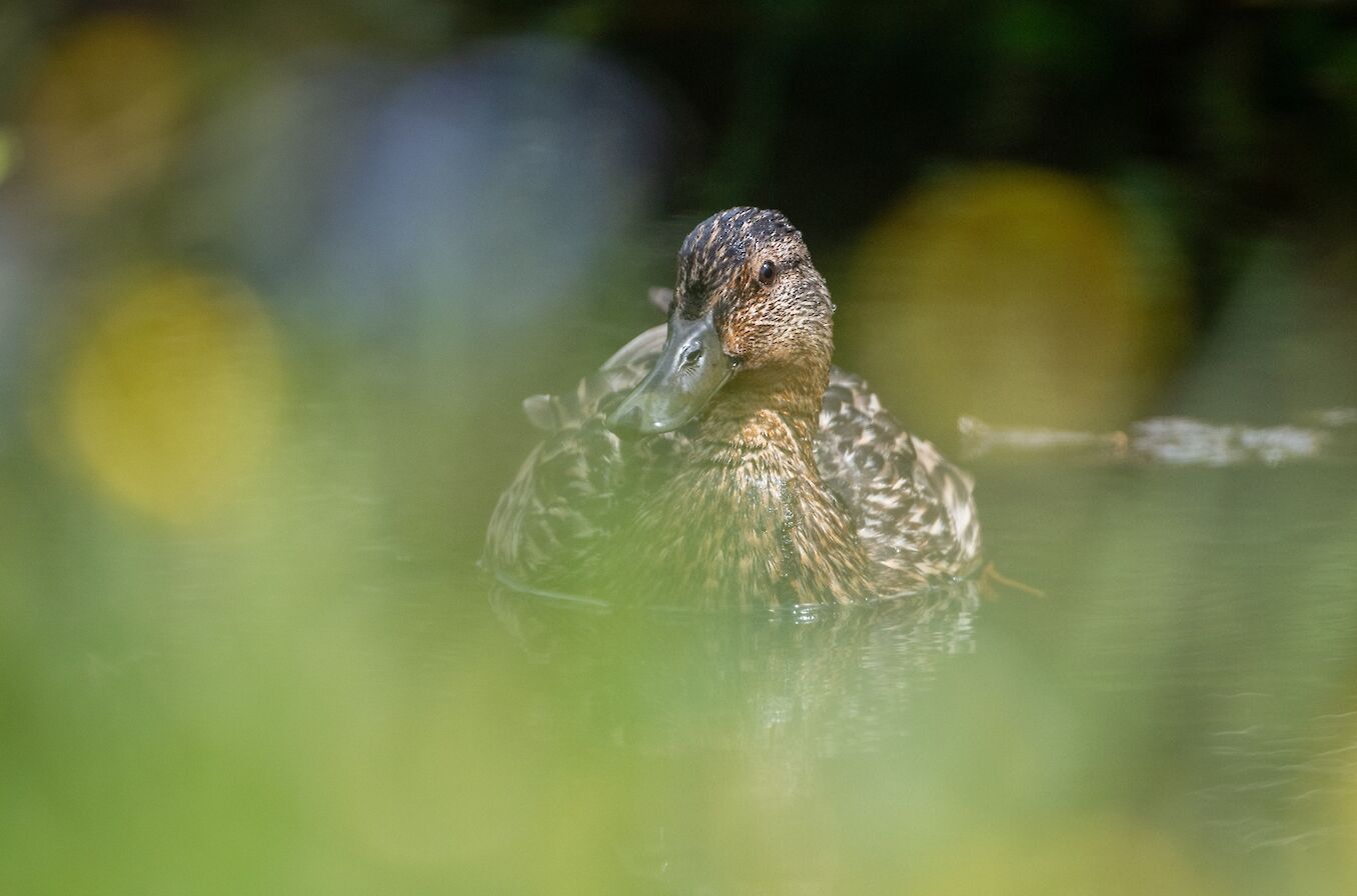 Mallard in Orkney - image by Raymond Besant