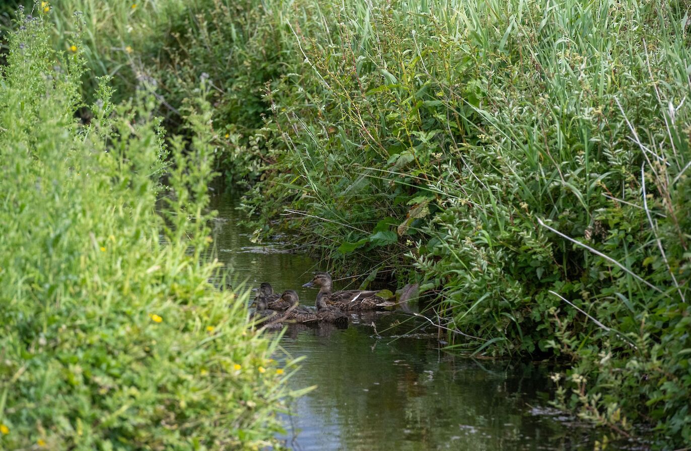 Mallard and ducklings in an Orkney burn - image by Raymond Besant