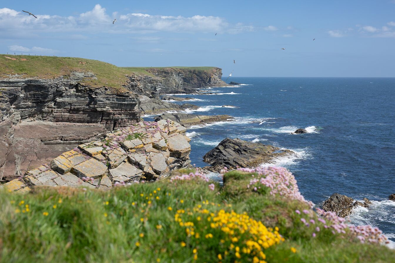 Stronsay coast, Stronsay, Orkney