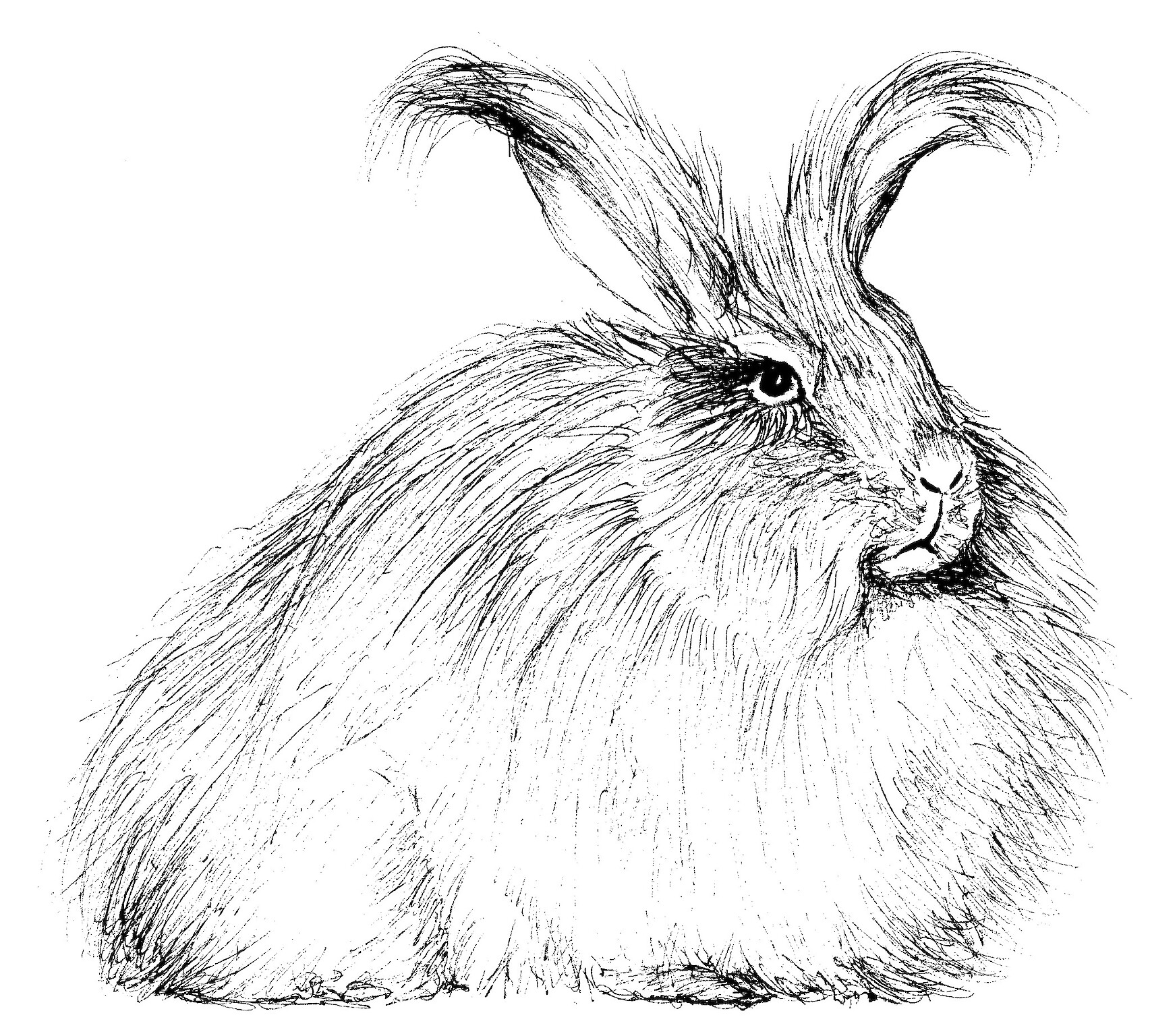 Orkney Angora Logo