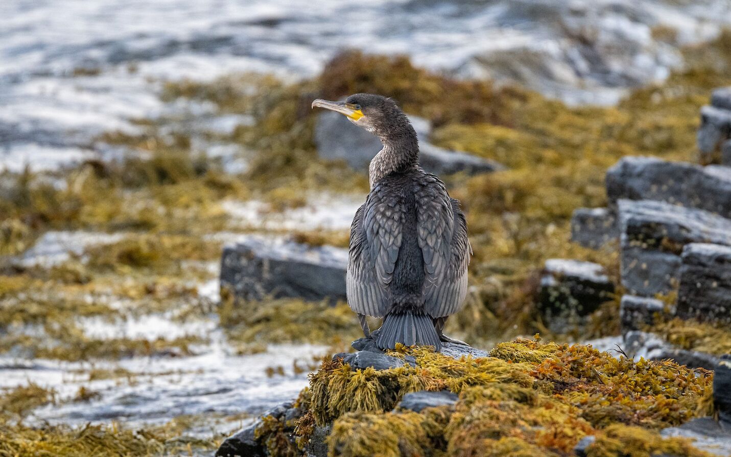 Cormorant in Orkney - image by Raymond Besant