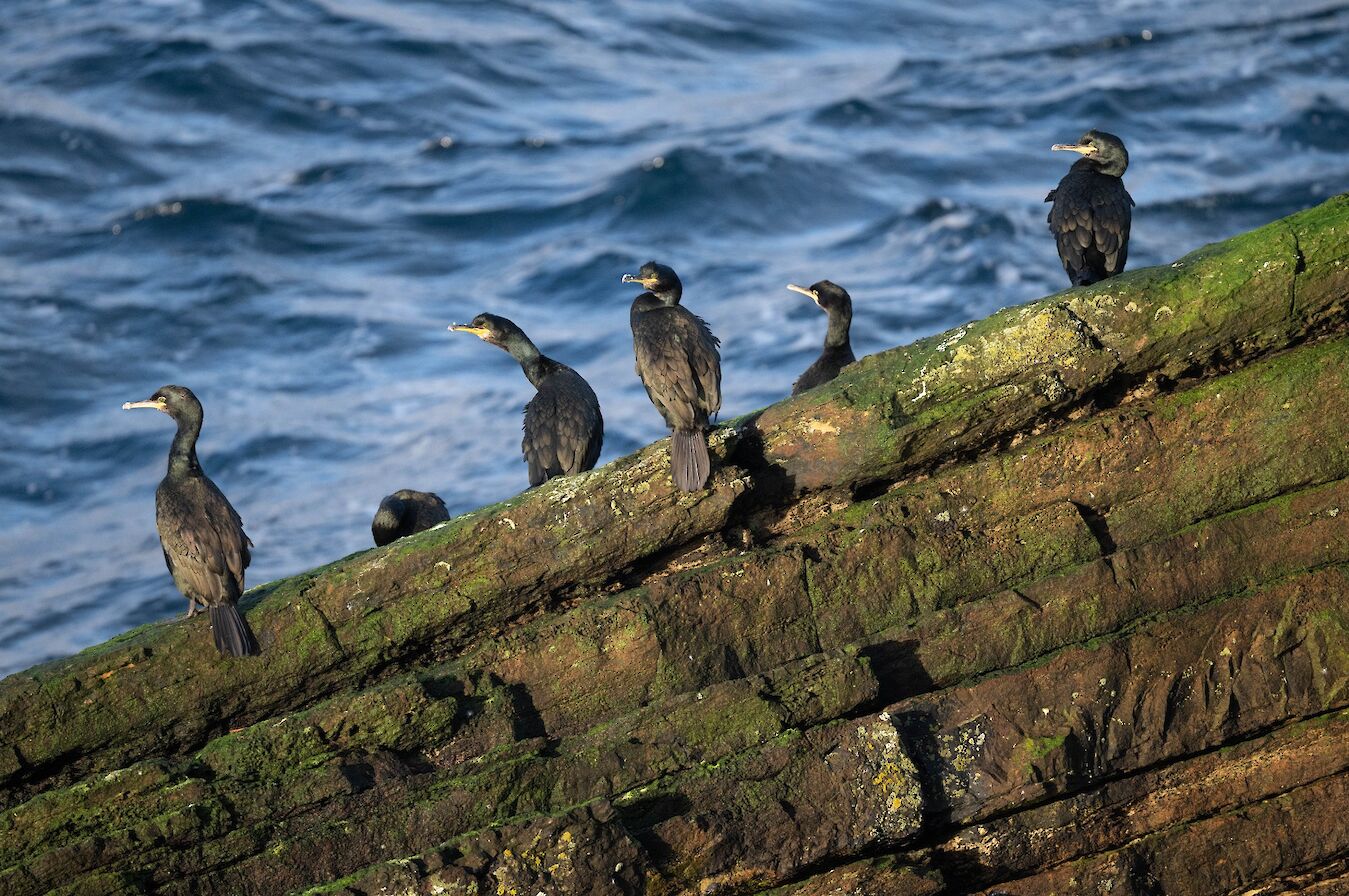 Shags in Orkney - image by Raymond Besant