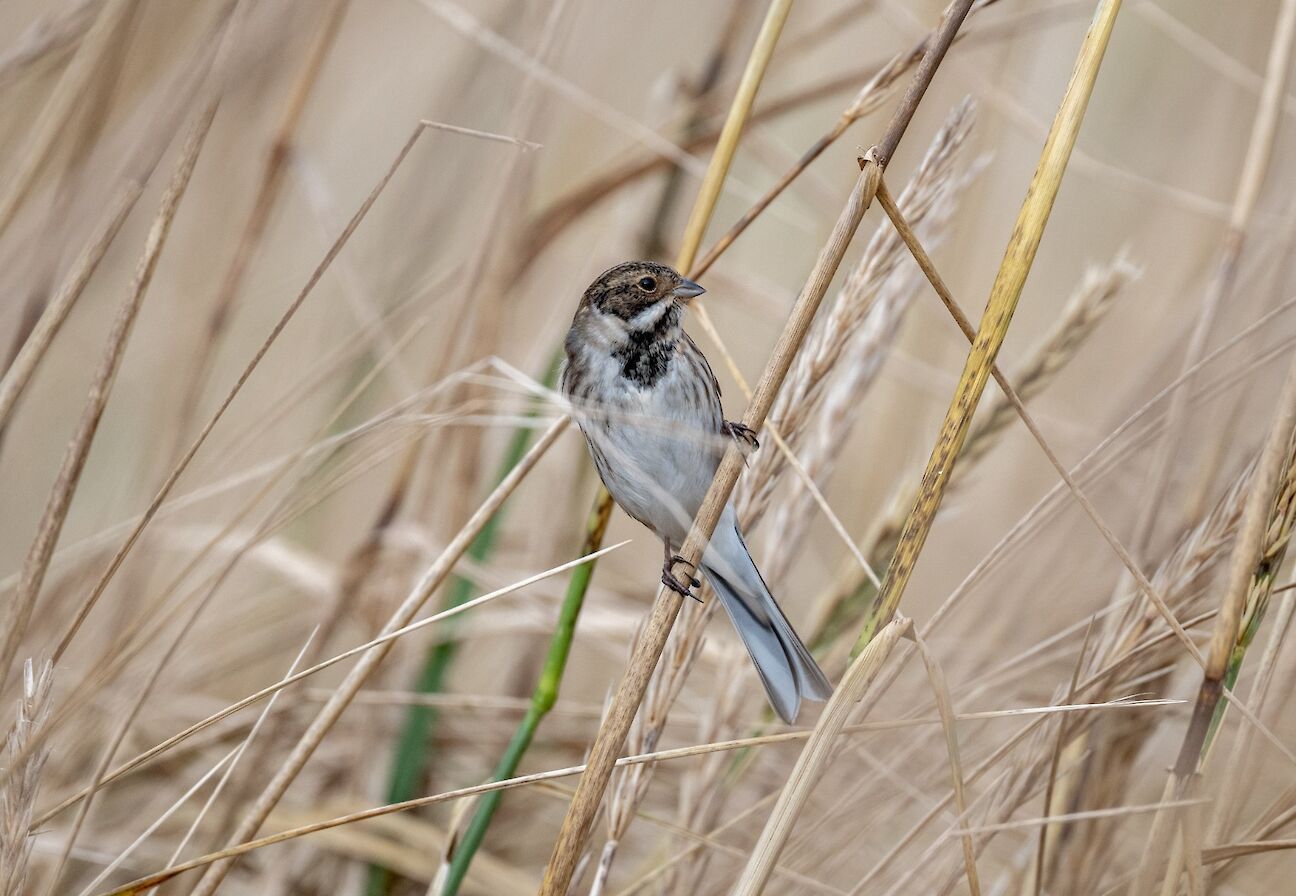 Reed bunting in Orkney - image by Raymond Besant