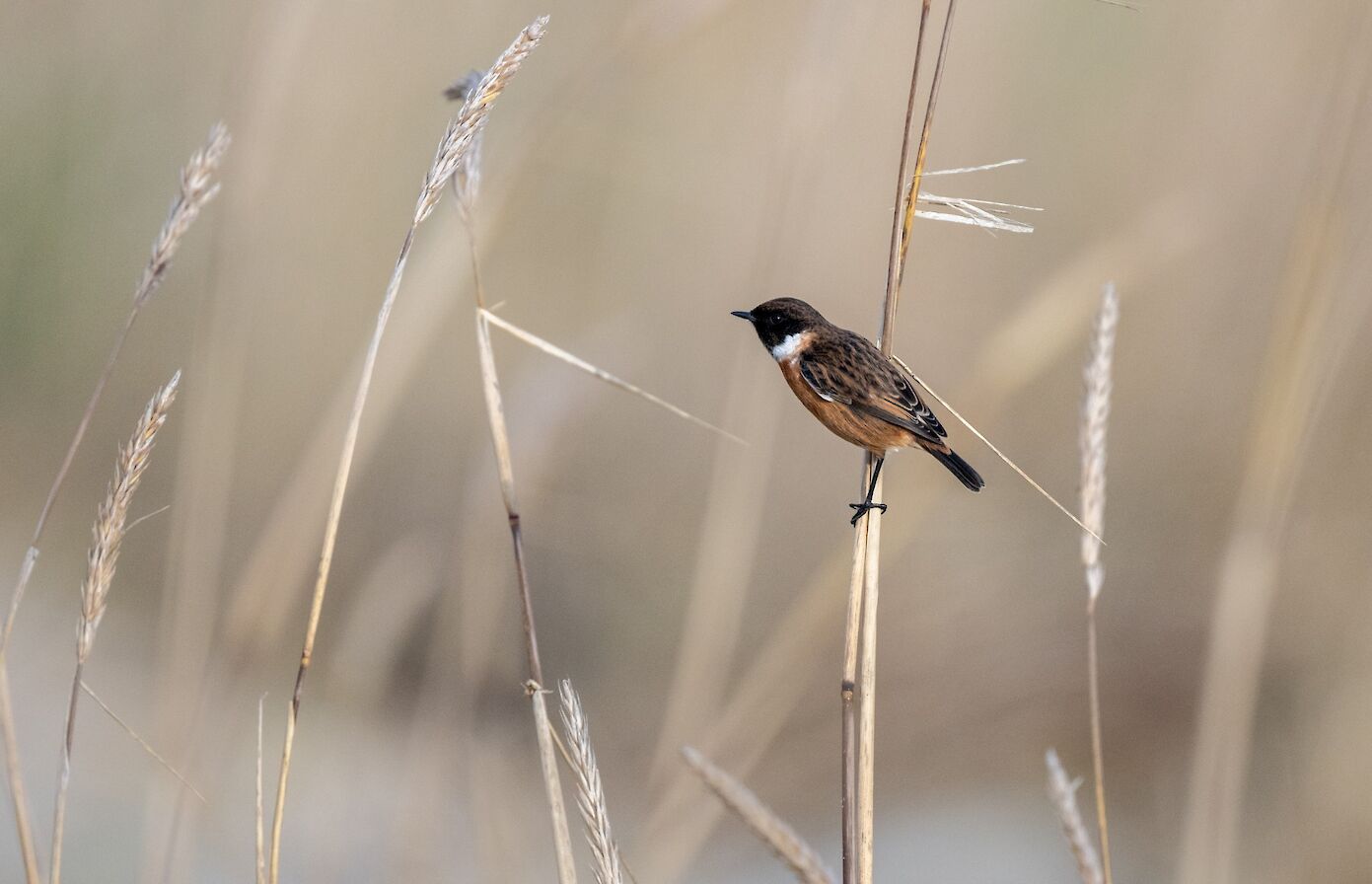 Stonechat in Orkney - image by Raymond Besant