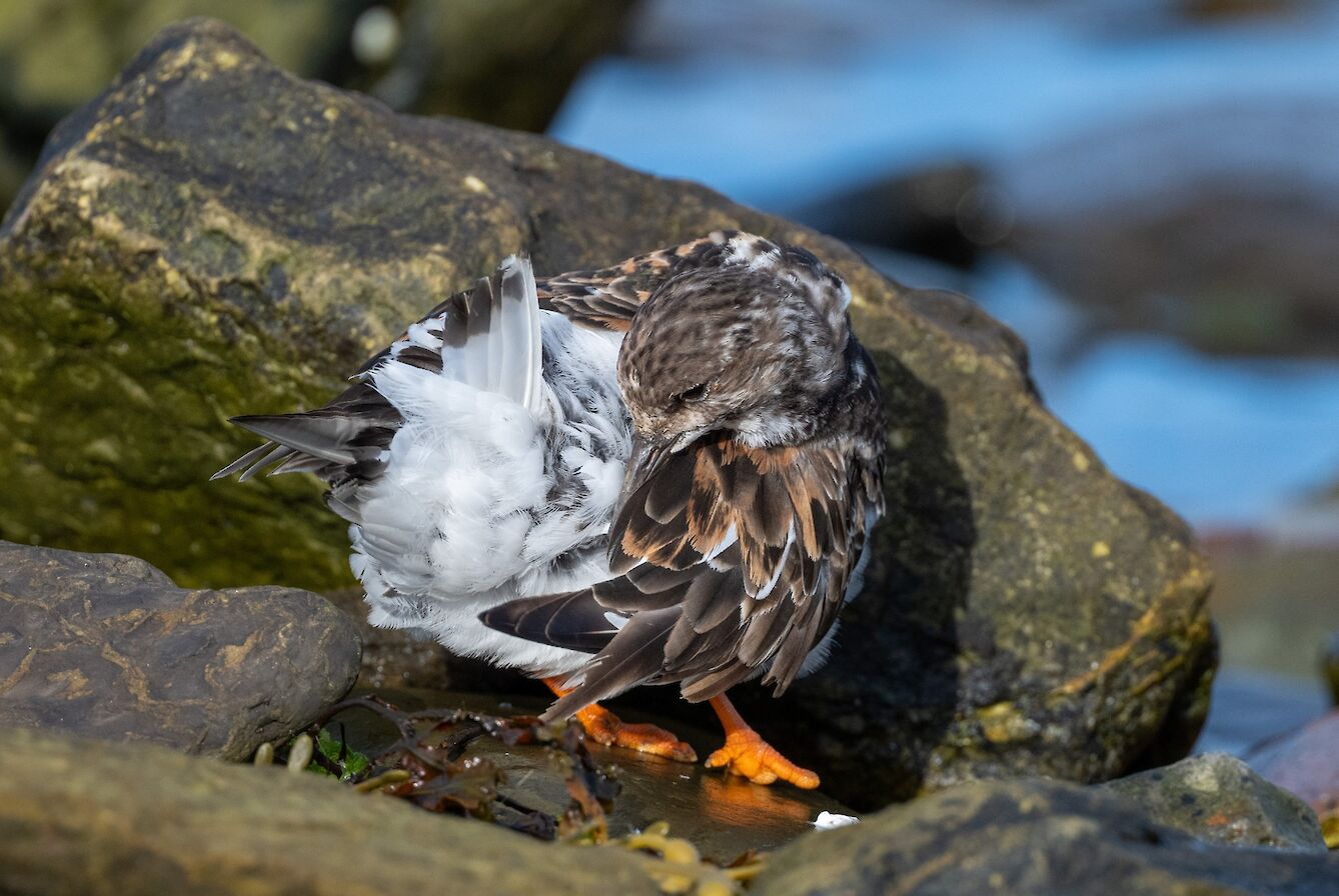 Turnstone in Orkney - image by Raymond Besant