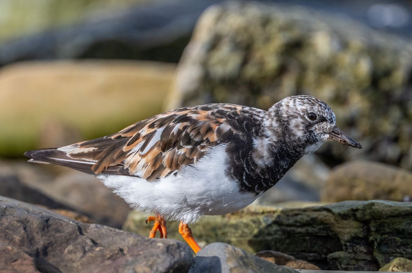 Turnstone in Orkney - image by Raymond Besant