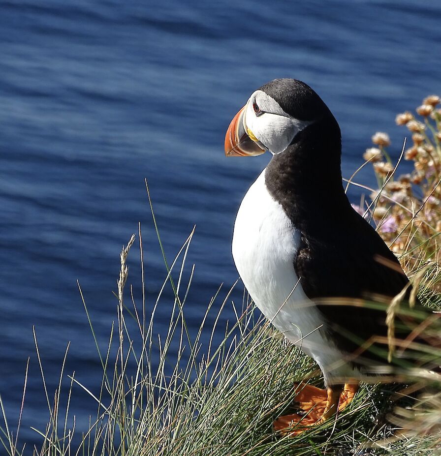 Evening Puffin Tour (mid April - early August)