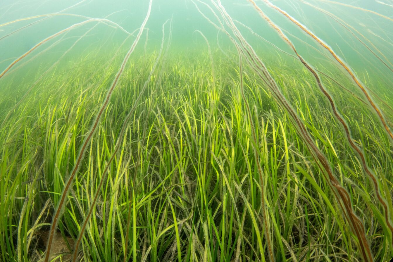 Seagrass in Orkney - image by Raymond Besant