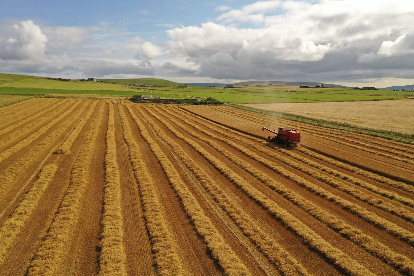 Harvest time in Birsay, Orkney - image by Colin Keldie