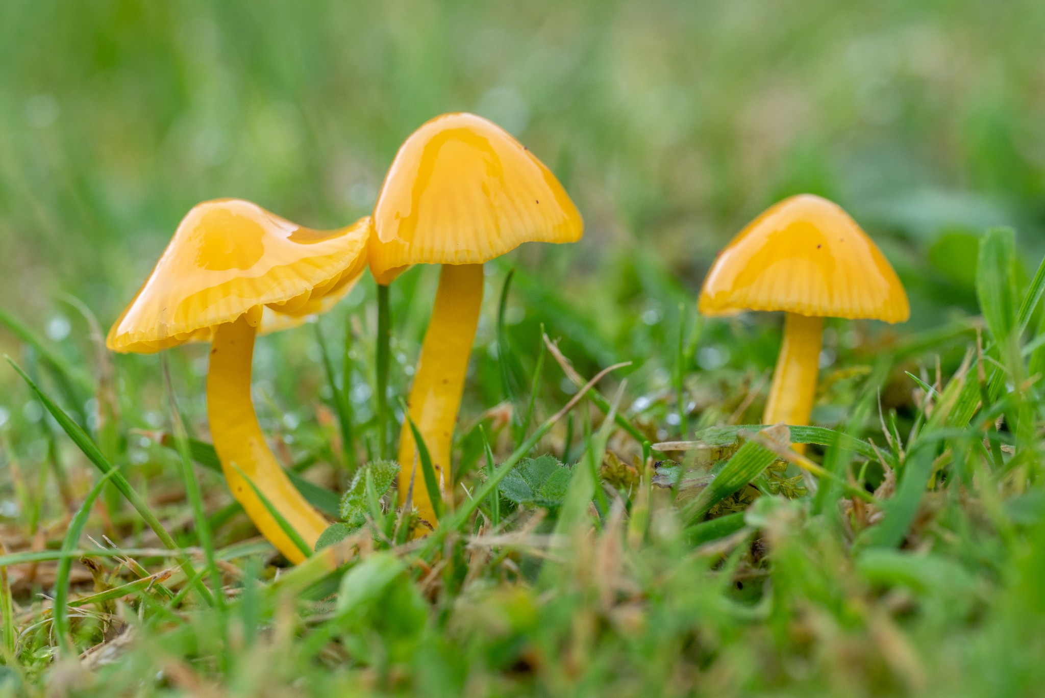 Golden waxcap, Orkney - image by Raymond Besant