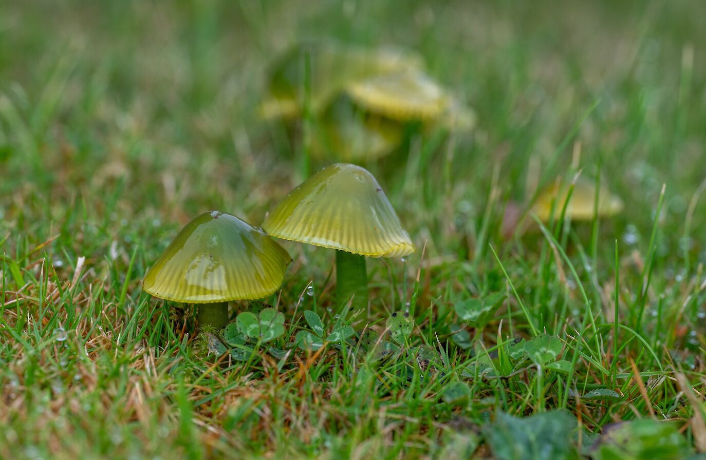 Parrot waxcap, Orkney - image by Raymond Besant