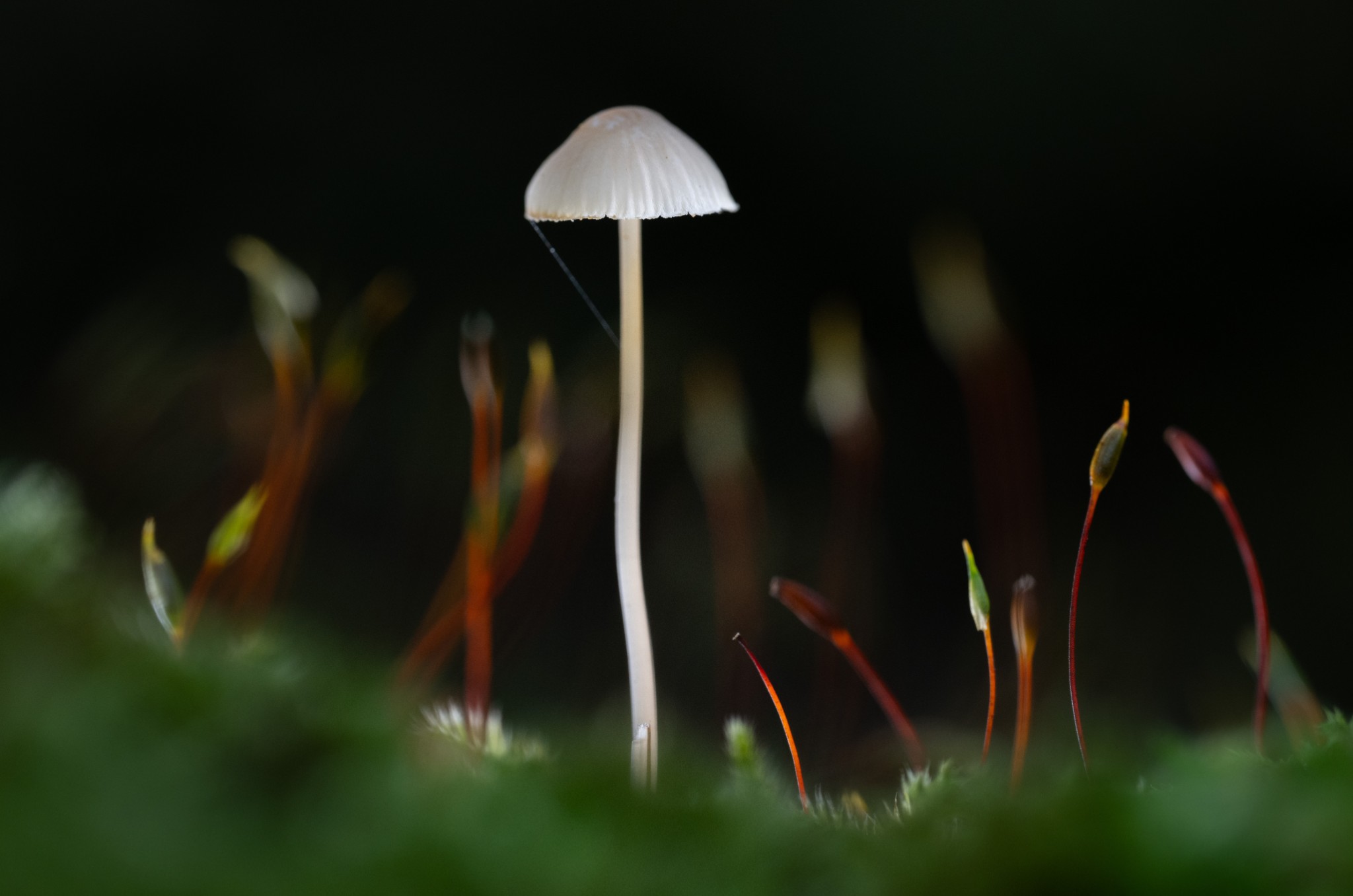Bonnet mushroom, Orkney - image by Raymond Besant
