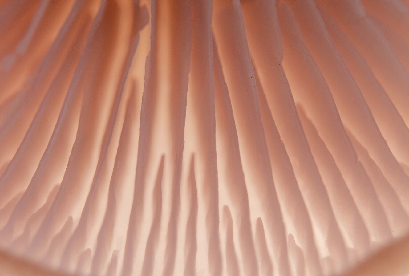 Field blewit, Orkney - image by Raymond Besant