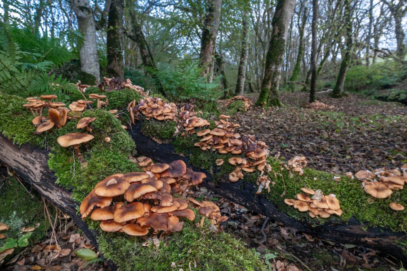 Honey fungus, Orkney - image by Raymond Besant