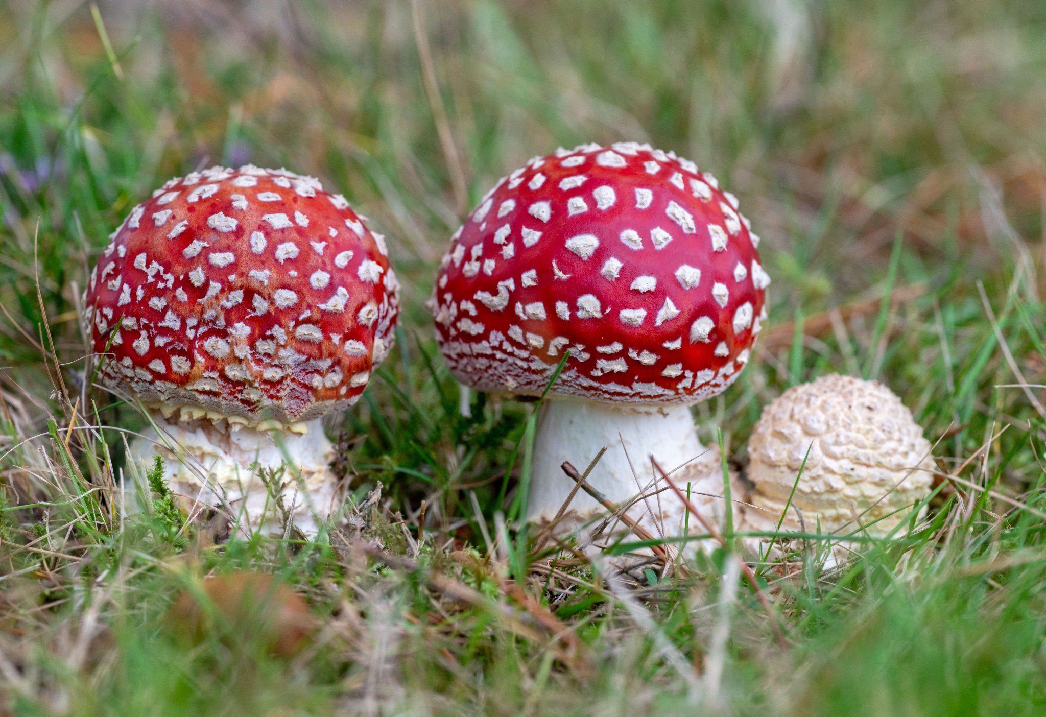Fly agaric, Orkney - image by Raymond Besant