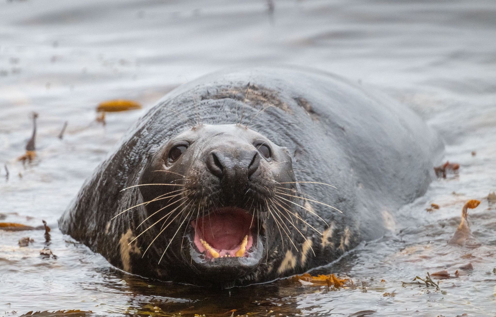 Grey seal bull in Orkney - image by Raymond Besant