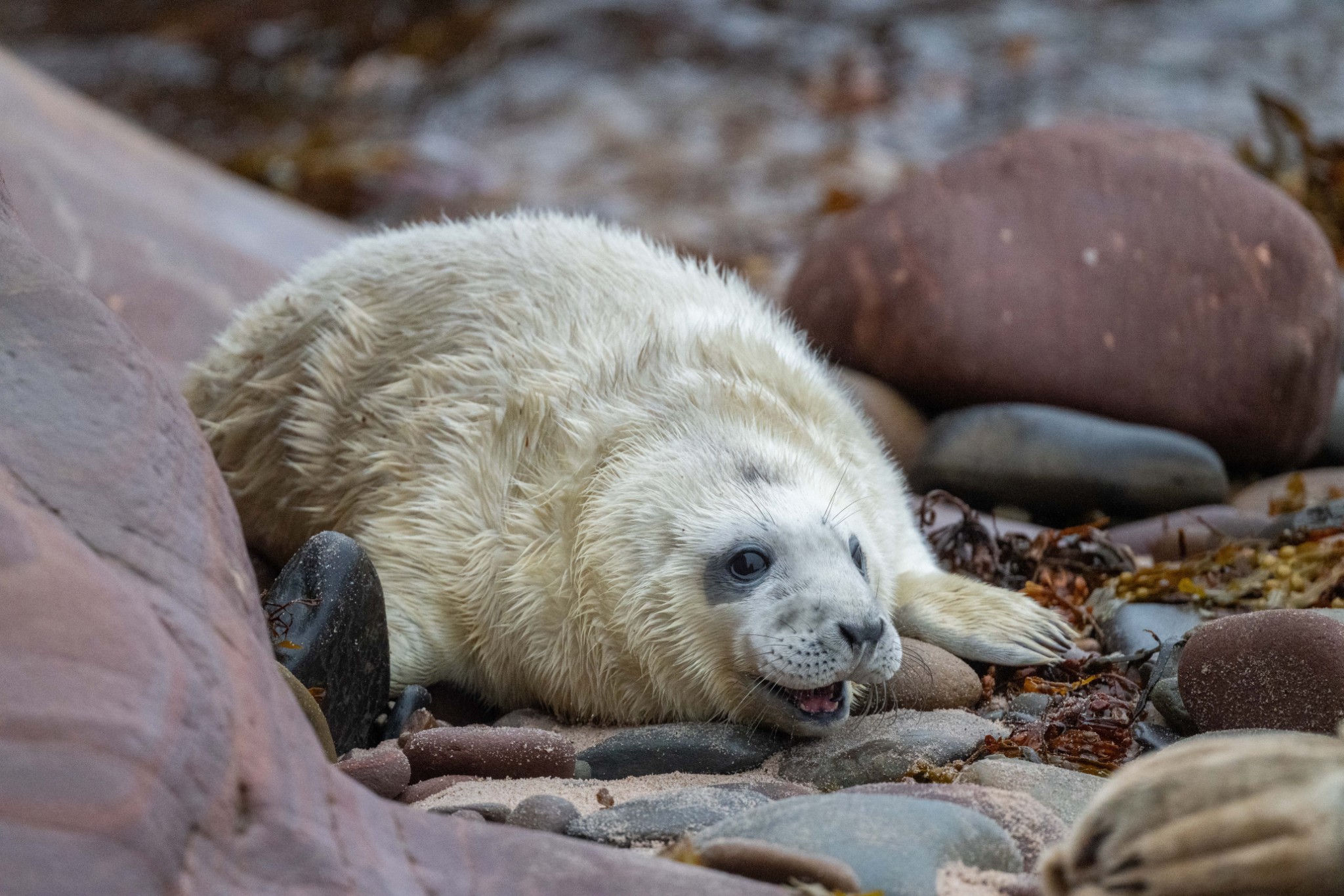 Grey seal pup in Orkney - image by Raymond Besant