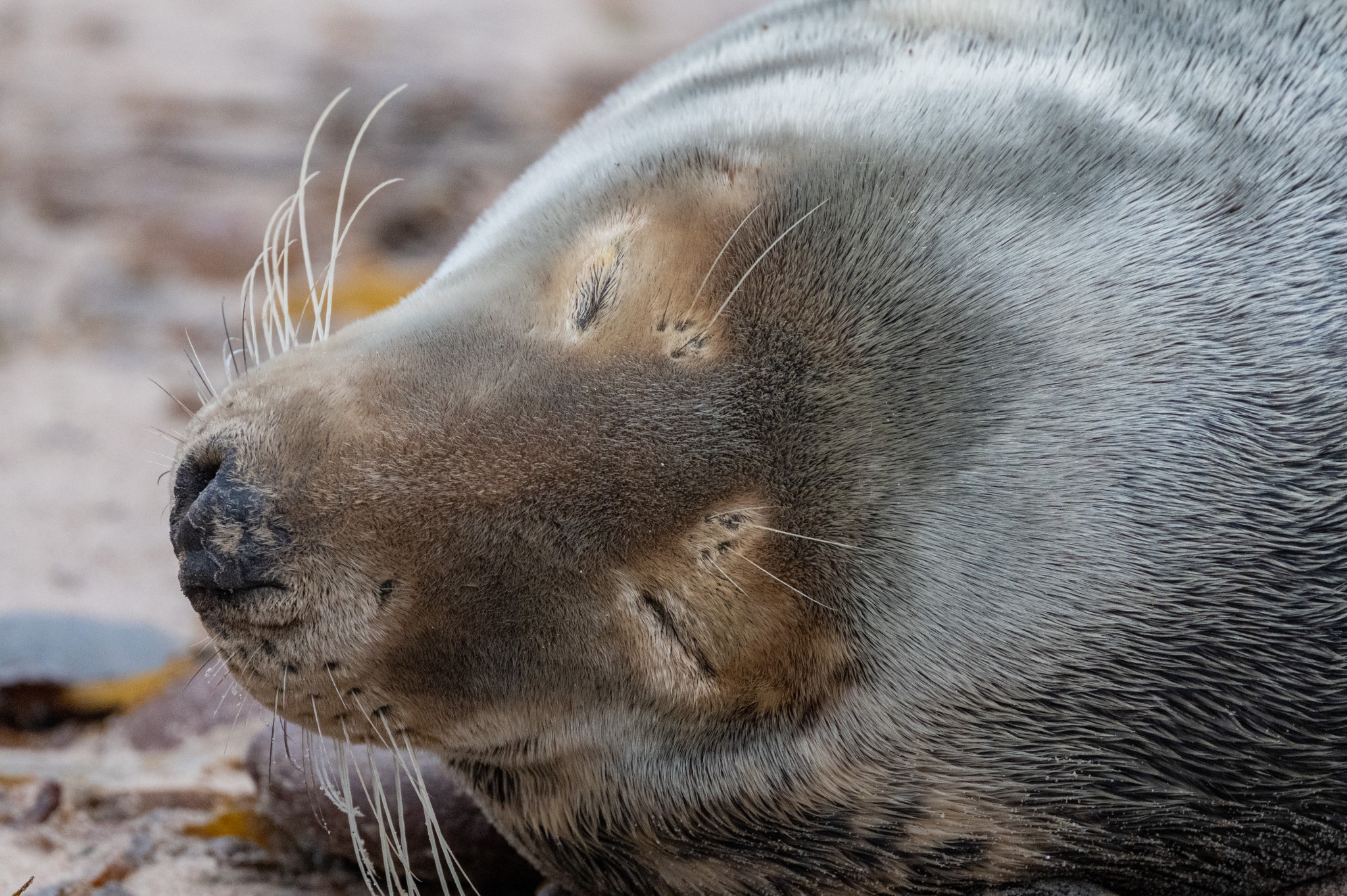 Grey seal cow in Orkney - image by Raymond Besant