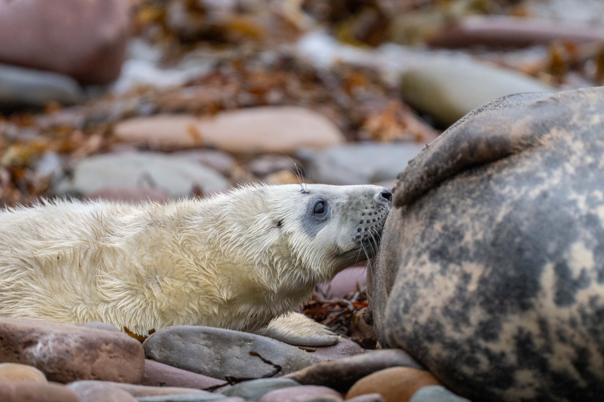 Grey seal pup feeding in Orkney - image by Raymond Besant