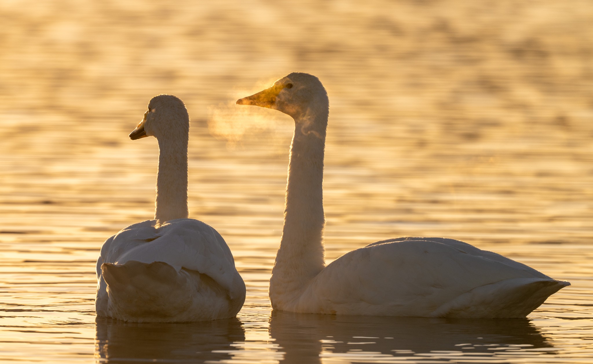 Whooper swans in Orkney - image by Raymond Besant