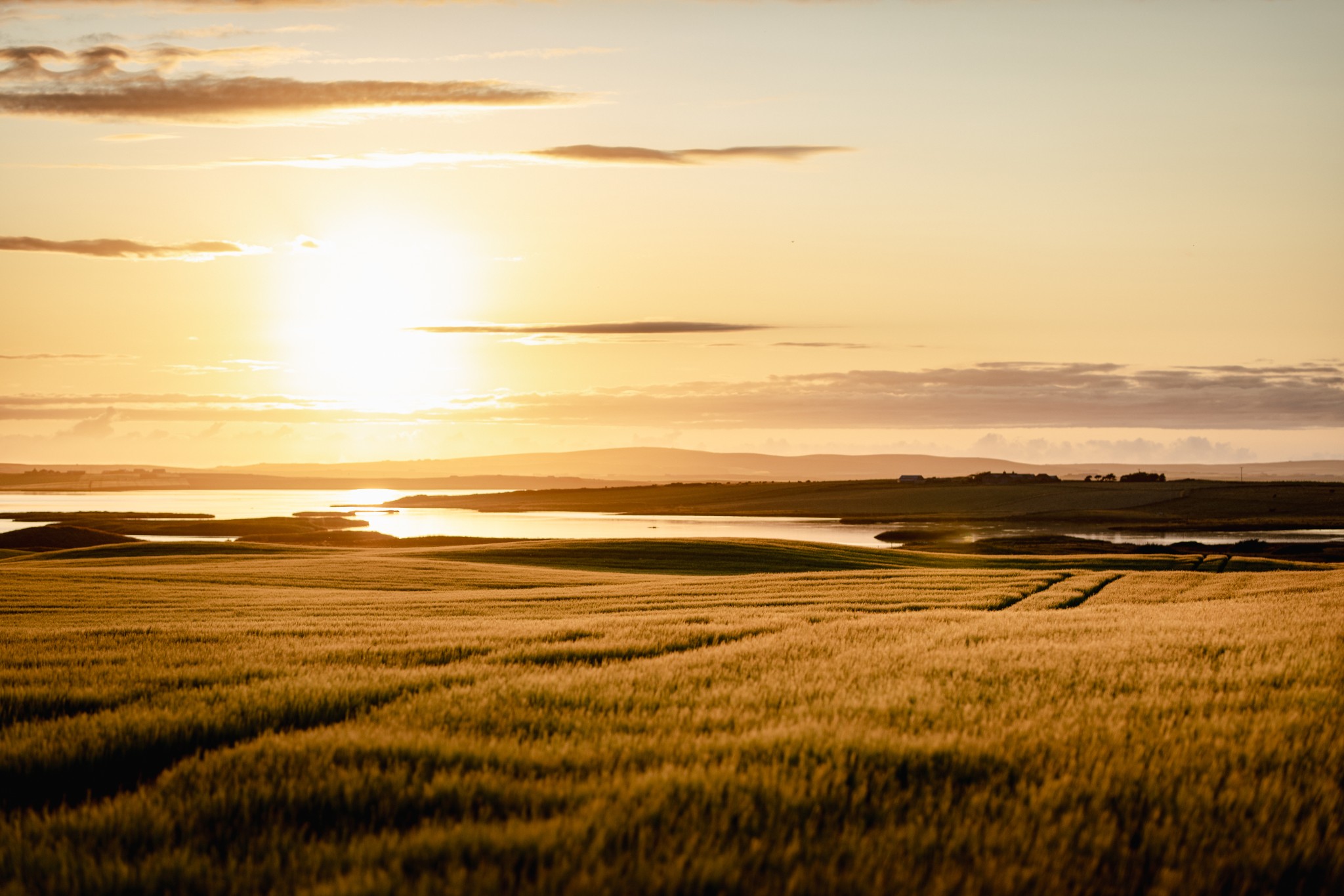 Crops in summer sunlight, Orkney