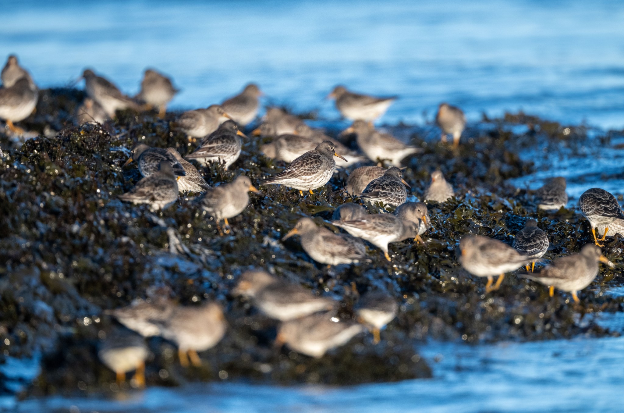 Purple sandpiper flock, Orkney - image by Raymond Besant