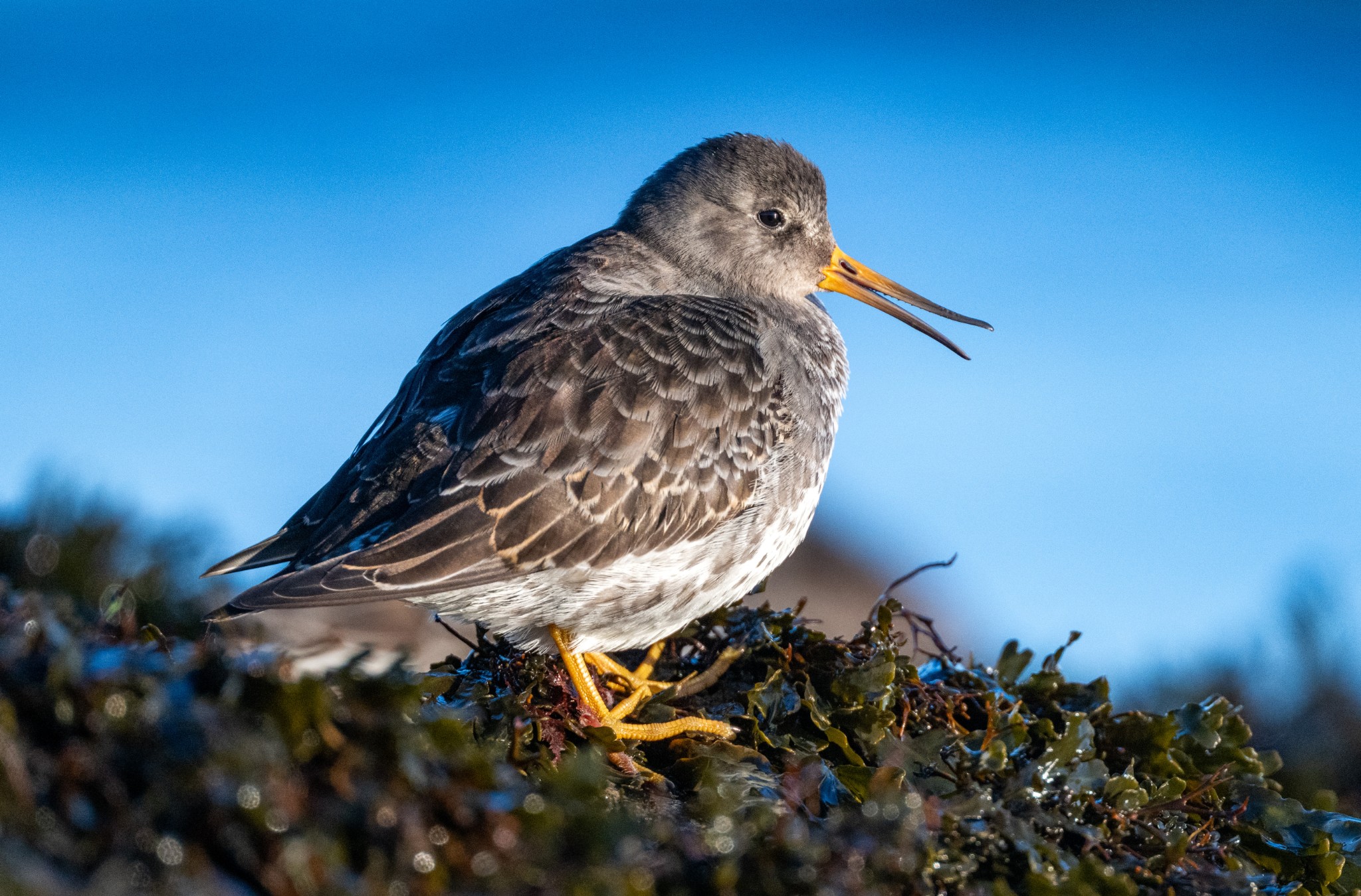 Purple sandpiper, Orkney - image by Raymond Besant