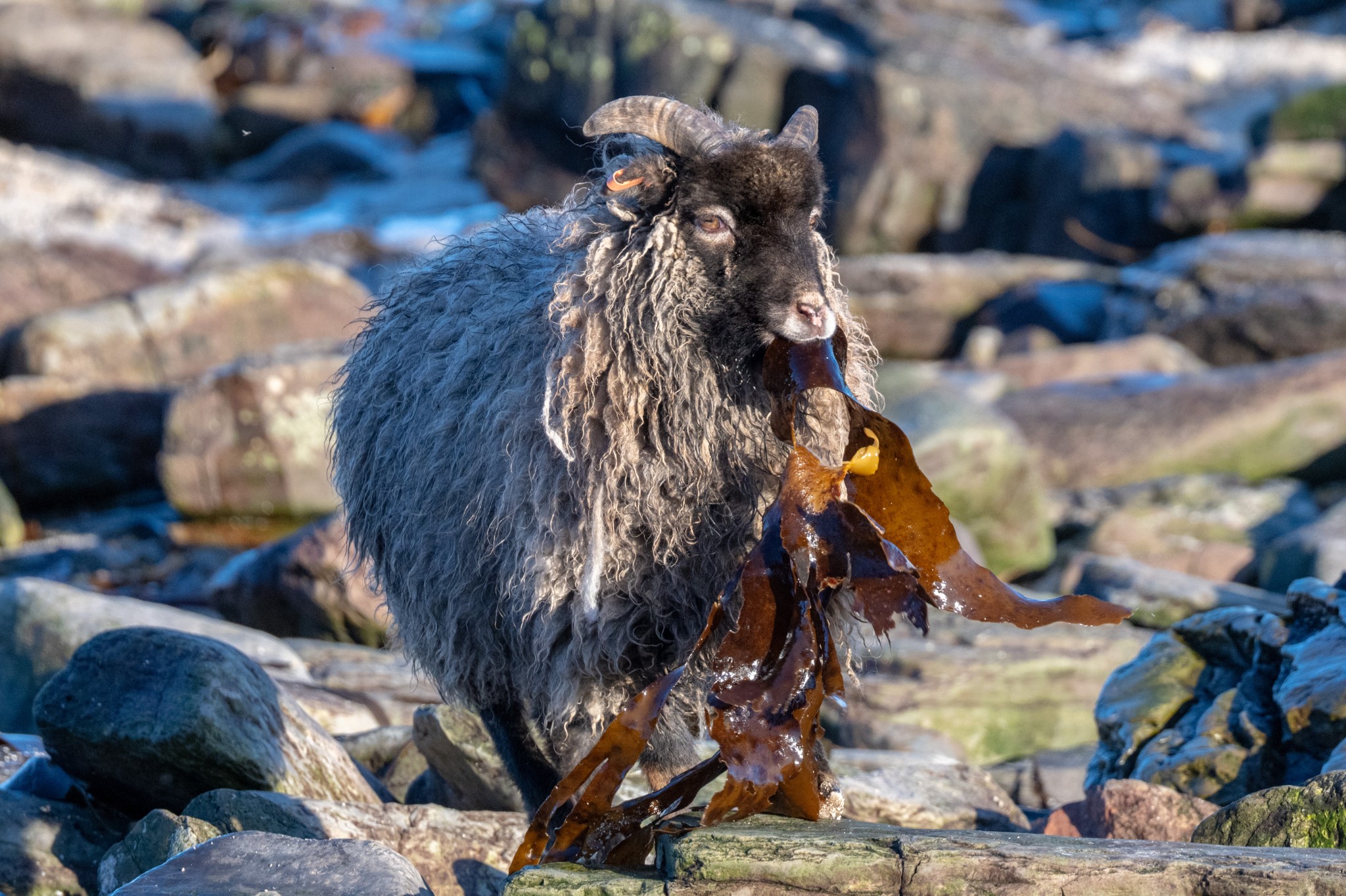 North Ronaldsay sheep, Orkney - image by Raymond Besant