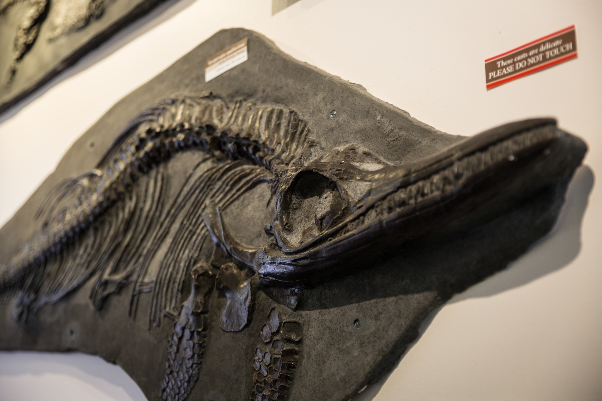 Orkney Fossil and Heritage Centre